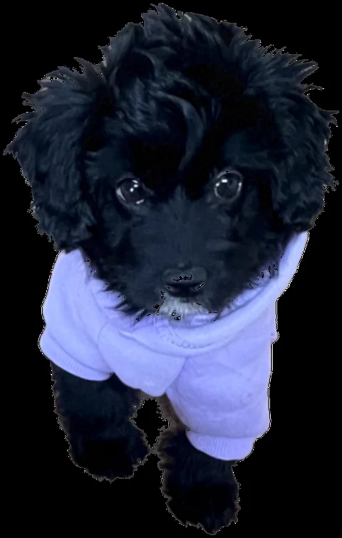 Rue, the puppy